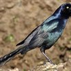 Boat-tailed Grackle